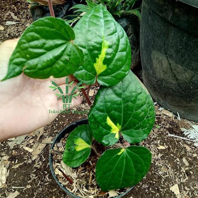 

Terlaris Bibit Tanaman Hias Sirih Golden/Pohon Sirih Hias Golden/Bibit Sirih