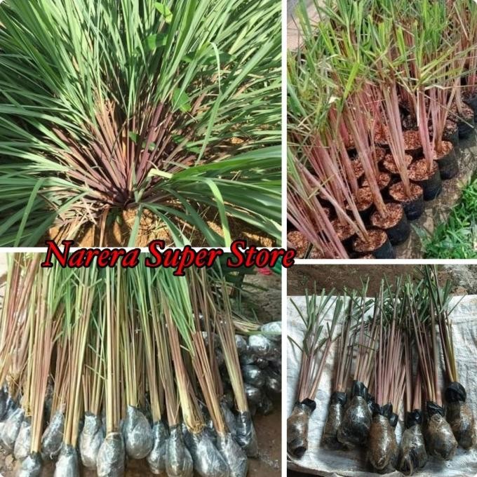 

Terlaris Bibit Sereh Merah Lanang Serai Sere Wangi Tanaman Obat Herbal Alami