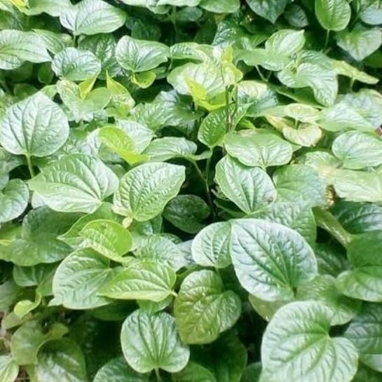 

Terlaris Bibit Stek Daun Karuk Untuk Herbal/Sirih Tanah Siap Tanam
