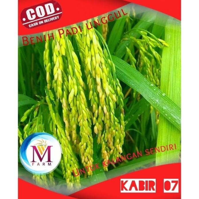 

Terlaris Benih Padi Kabir 07 Kemasan 5Kg
