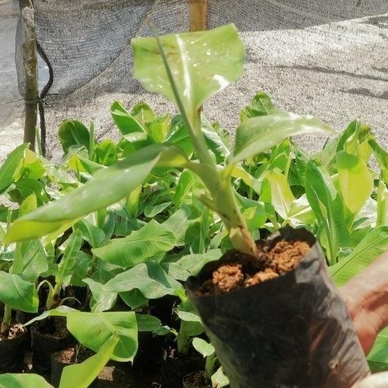 

Terlaris Jual Bibit Pisang Raja Sereh Premium