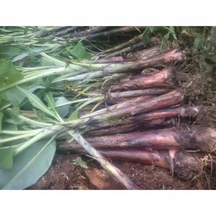 

Terlaris Terlaris Bibit Pisang Raja Sereh Super Termurah Ammf