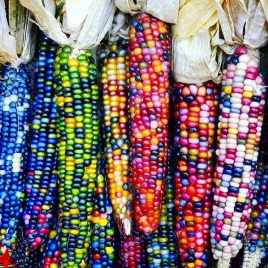 

Terlaris 1 Benih / Biji Bibit Jagung Rainbow Unik Beautiful