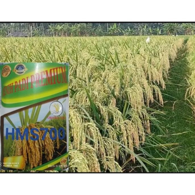 

Terlaris Benih Padi Unggul Hms700 1Kg