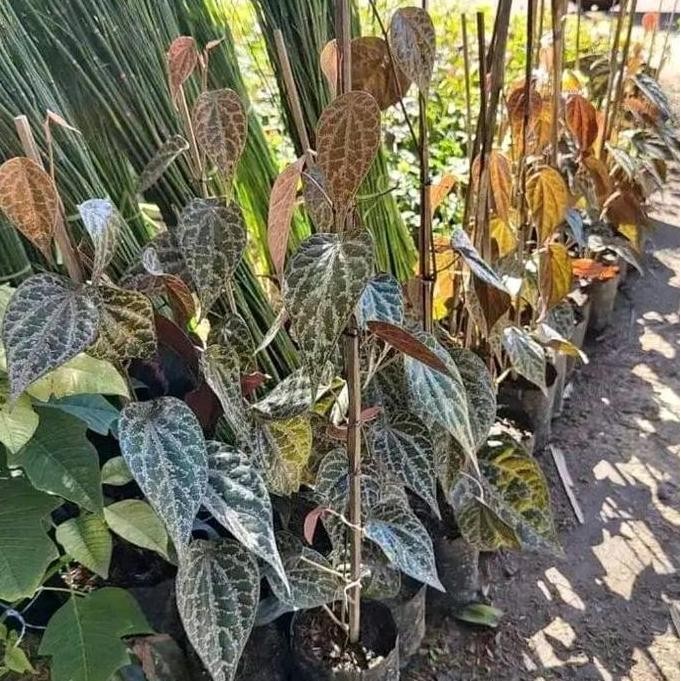 

Terlaris Tanaman/Bibit Herbal Sirih Merah Super Murah