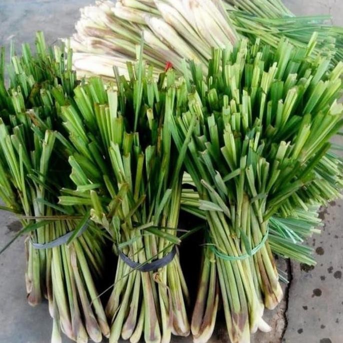 

Terlaris Bibit Sereh Jumbo 500Gr