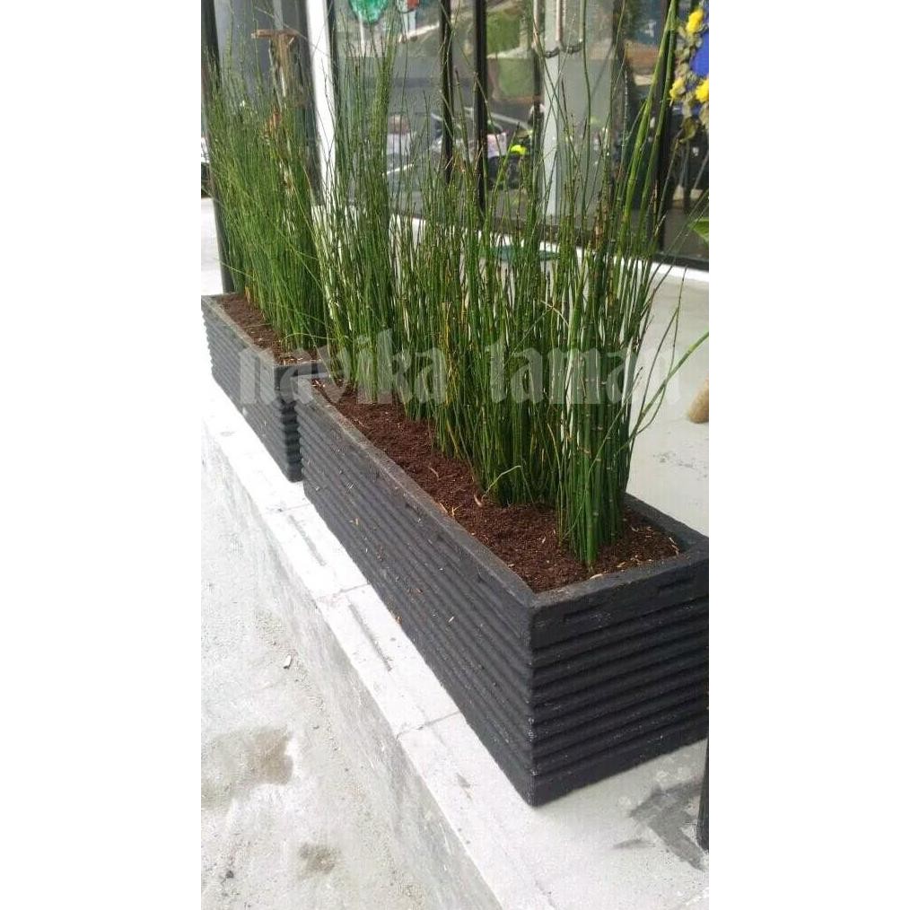 

Terlaris Paket Pohon Bambu Air + Pot Minimalis Uk.75Cm + Pupuk Kandang