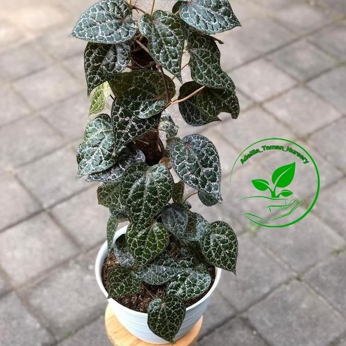 

Terlaris Piper Crocatum - Sirih Merah - Bibit Tanaman - Obat Herbal