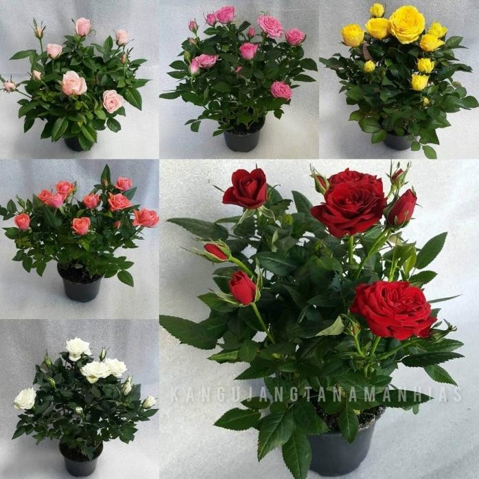 Terlaris New Produk Paket 5 Warna Tanaman Hidup Bunga Mawar | Murah & Gratis Ongkir . Ready Berbagai