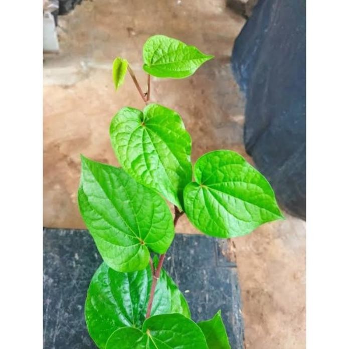 

Terlaris ( Bisa Cod ) Tanaman Herbal Sirih Hijau Banyak Manfaat / Pohon Obat Herbal Sirih Hijau Berkhasiat / Bibit Tanaman Sirih Ijo