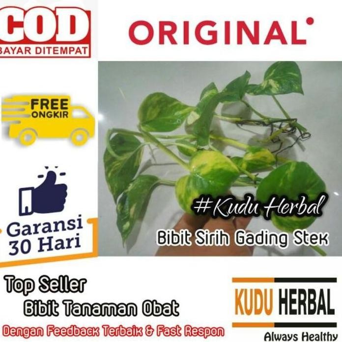 

Terlaris Bibit Benih Biji Tanaman Obat Sirih Gading I Sirih Gading Emas Golden