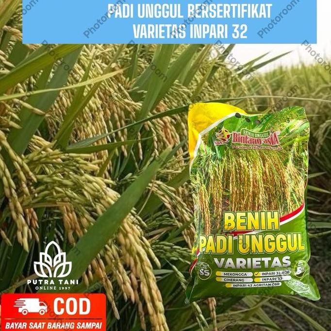 

Terlaris Benih Padi Unggul Inpari 32 5Kg Dengan Sertifikat
