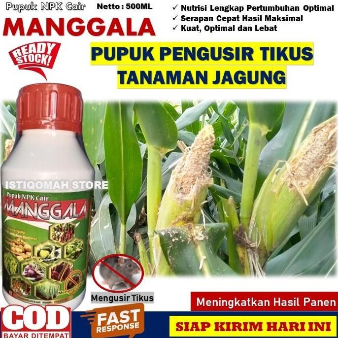 

Terlaris Manggala 500Ml Pupuk Npk Cair Pengusir Hama Tikus Buah Tanaman Jagung - Obat Semprot Hama Tikus Jagung Paling Ampuh - Pupuk Obat Pembasmi Hama Tikus Tanaman Jagung Manis Terbaik Murah Terlaris Bisa Bayar Di Tempat