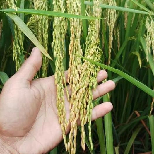 

Terlaris Benih Padi G100 (Gandaria 100)