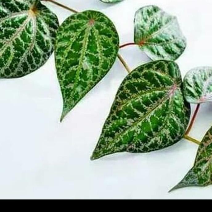 Terlaris Bibit Sirih Merah - Sirih Kinang