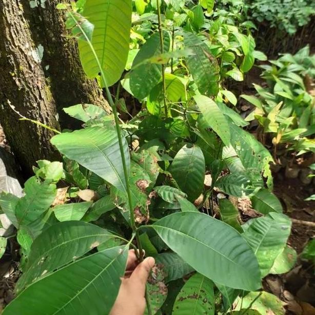 Bibit LANGKA Buah Mangga Kweni - Buah Kuweni -Tanaman Kueni - Bembem PREMIUM