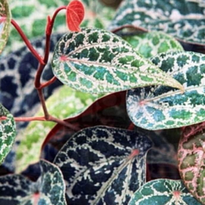

Terlaris Bibit Stek Sirih Merah / Tanaman Hias Untuk Obat Herbal