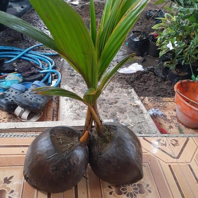 Bibit Kelapa Wulung Akar Merah Asli Berkhasiat Untuk PREMIUM