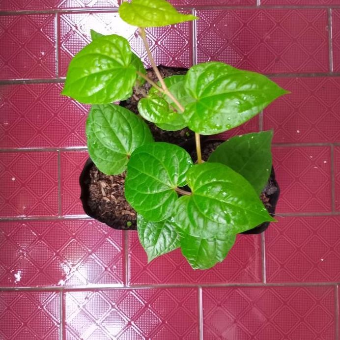 

Terlaris Bibit Tanaman Sirih Hijau