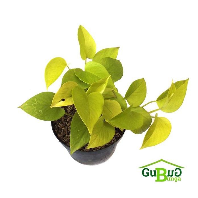 

Terlaris Bibit - Benih - Tanaman Sirih Belanda Aureum