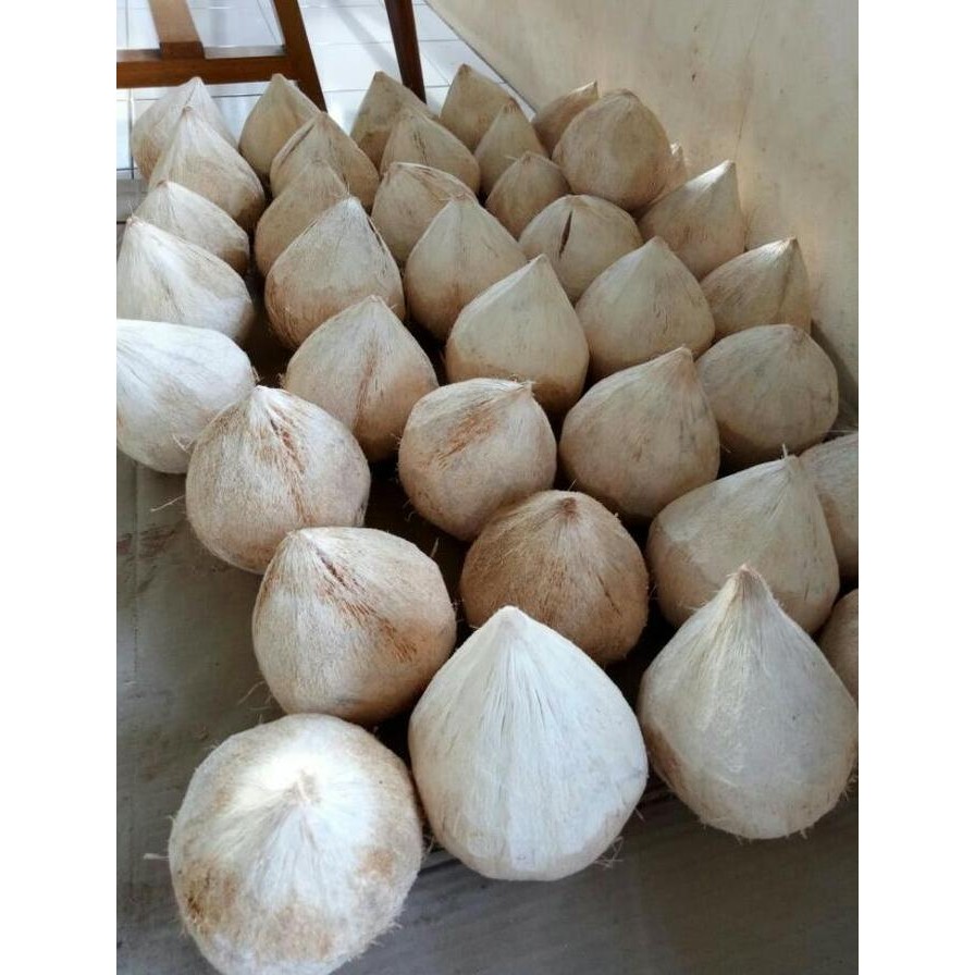 Bibit Kelapa Kopyor Genjah Kultur Jaringan 99.99 Kopyor PREMIUM