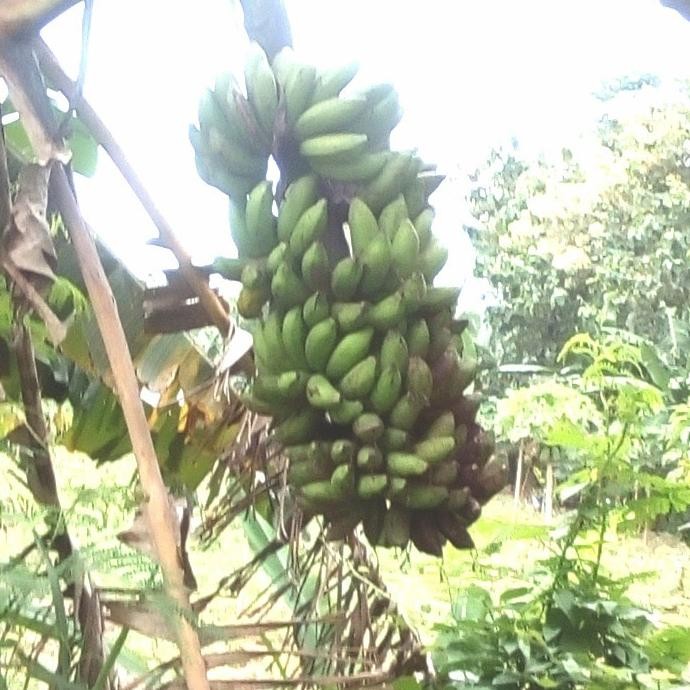 

Terlaris Bibit Pisang Raja Sereh / Pisang Susu Azz