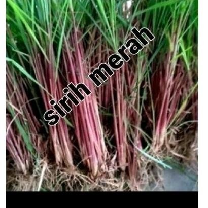 

Terlaris Bibit Sirih Merah 5 Pcs ' Tanaman Sreh Wangi