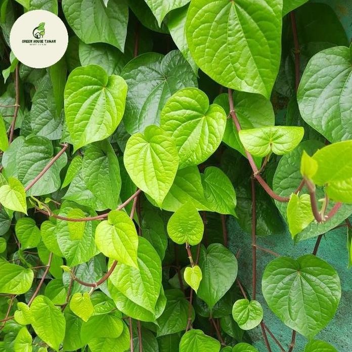 

Terlaris Bibit Tanaman Herbal Sirih Hijau/Tanaman Obat