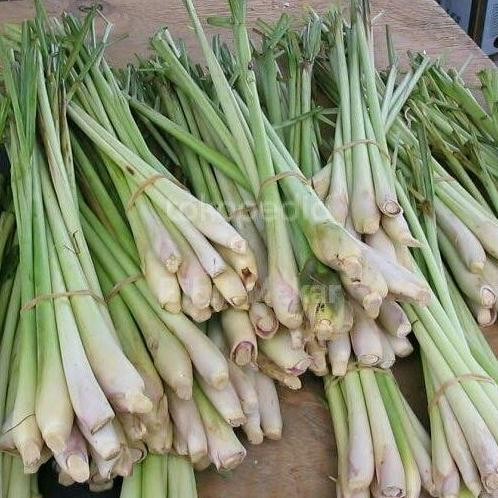 

Terlaris Bibit Sereh Putih Sereh Bumbu Dapur