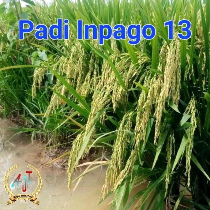 

Terlaris Benih Padi Inpago 13 Super Unggul 1 Kg