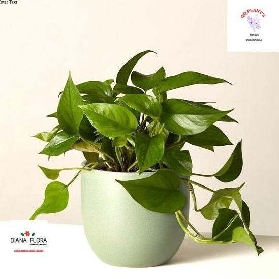 

Terlaris Tanaman Gantung Indoor Daun Sirih Bibit Tanaman Gantung Bukan Plastik