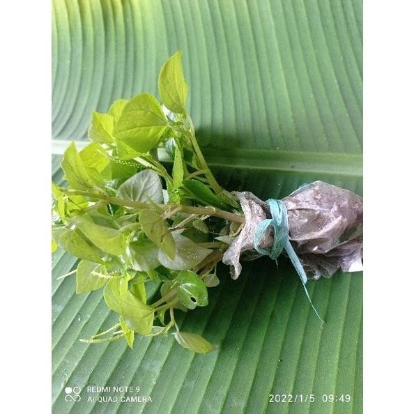 

Terlaris Bibit Sirih Cina Atau Daun Suruhan Per 2,Bibit Fwgpwx 0316Sl
