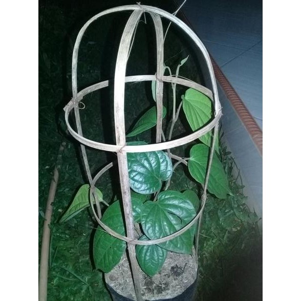 

Terlaris Bibit Tanaman Herbal Pohon Sirih Hijau-Pohon Nzlvdc 8509Zs