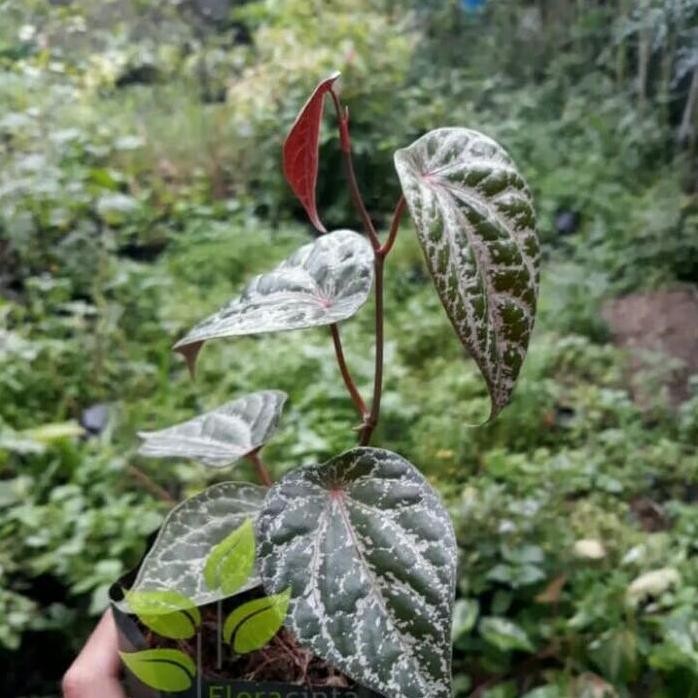 Terlaris Bibit Tanaman Daun Sirih Merah-Tanaman Sirih Merah-Bibit Sirih Merah