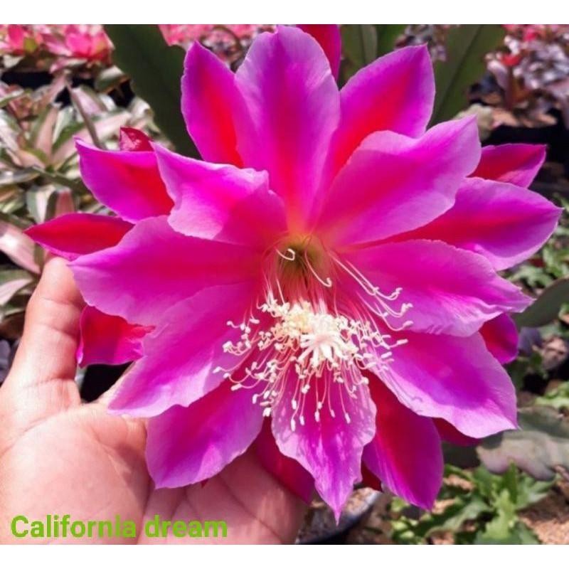 Tanaman Hias Wijaya Kusuma California Dream