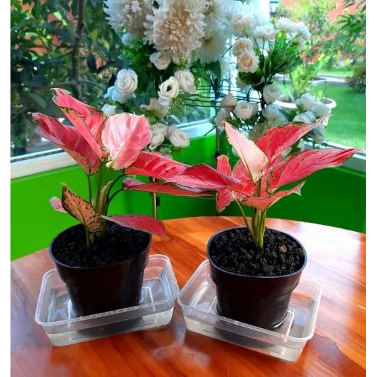 

Terlaris Pupuk Kandang Kambing Super Kemasan Ekonomis