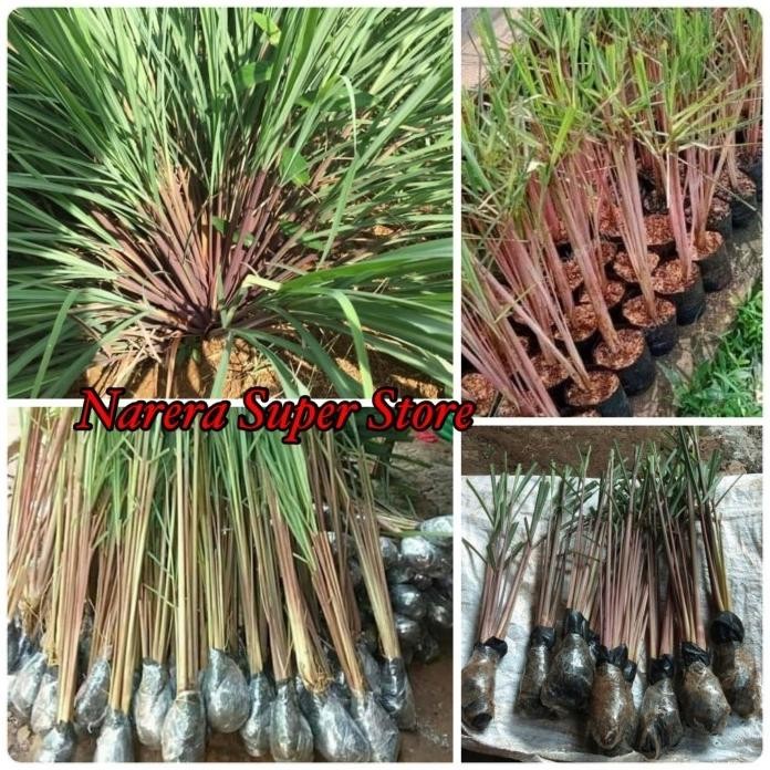 

Terlaris [Goodseller] Bibit Sereh Merah Lanang Serai Sere Wangi Tanaman Obat Herbal Alami