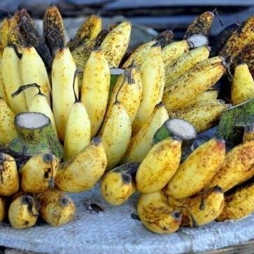 

Terlaris Bibit Tanaman Buah Pisang Raja Sereh / Pisang Susu Cccc