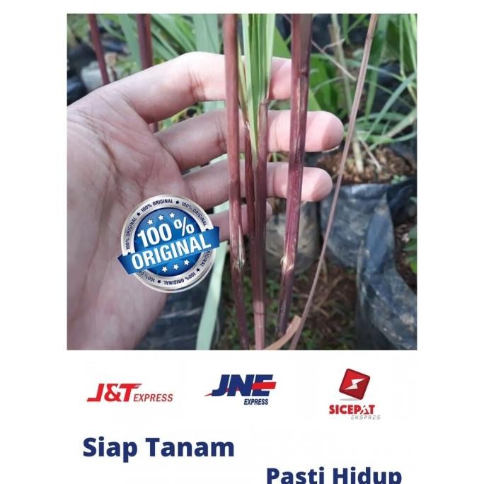 

Terlaris Bibit Tanaman Sereh Wangi Merah Bibit Serai Minyak Pohon Serai Merah