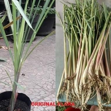 

Terlaris Bibit Sereh Wangi Bumbu Dapur Tanaman Hidup