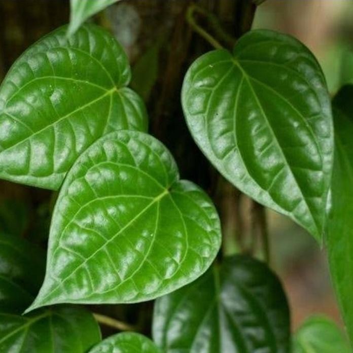 

Terlaris Bibit Daun Sirih Hidup Siap Tanam
