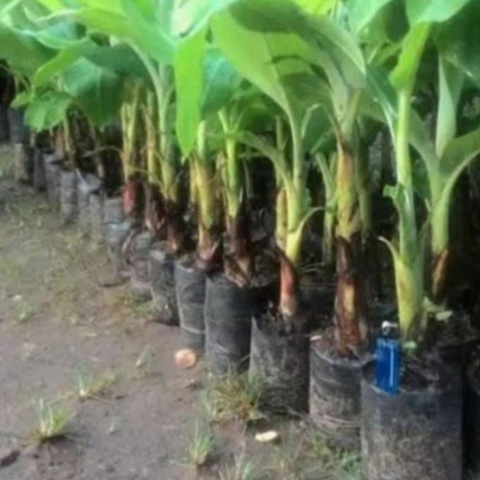 

Terlaris Pake 5 Bibit Pisang Tanduk Raja Sereh Uli Lampung Kepok Premium