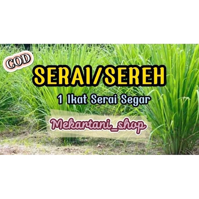 

Terlaris Bibit Serai/Sereh 1 Kg Masih Segar Bahan Bumbu Dapur Pewangi Masakan