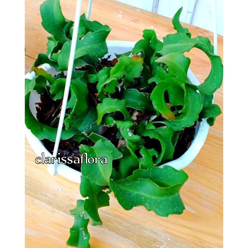 ( Bisa Cod ) Promo Tanaman Hias Wijaya Kusuma Tanduk