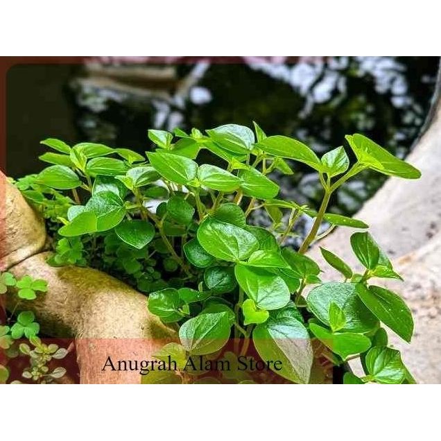

Terlaris Ready Bibit Herbal Tanaman Sirih Cina / Tumpang Air