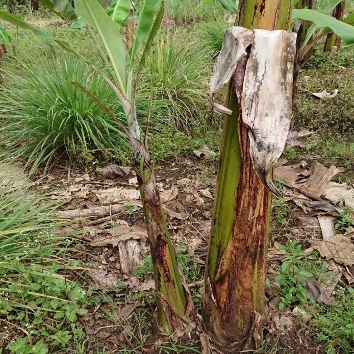 

Terlaris Obral Bibit Tanaman Buah Pisang Raja Sereh / Pisang Susu Murah A