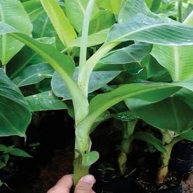 

Terlaris Bibit Pisang Raja Sereh Wangi Unggul
