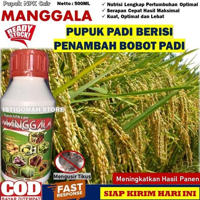 

Terlaris Pupuk Padi Berisi Penambah Bobot Padi Manggala 500Ml Obat Semprot Padi Cepat Panen Dan Berisi Paling Ampuh, Pupuk Penambah Bobot Padi Dan Berisi Beuneur Besar Paling Manjur Dan Tokcer, Pupuk Ajaib Tanaman Padi Berbobot Paling Ampuh