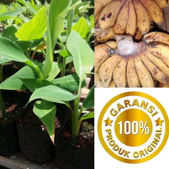 

Terlaris Bibit Pisang Raja Sereh Super Original