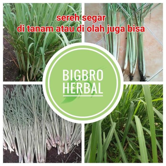 

Terlaris Bibit Sereh Pohon Sereh Bumbu Sereh Wangi